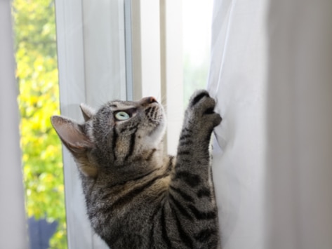 How to Stop Your Cat from Climbing the Curtains